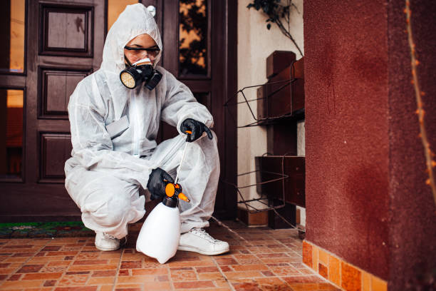 Attic and Crawl Space Rodent Treatment in Cross Roads