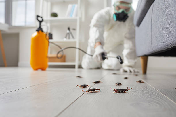 Commercial Rodent Management in Cross Roads